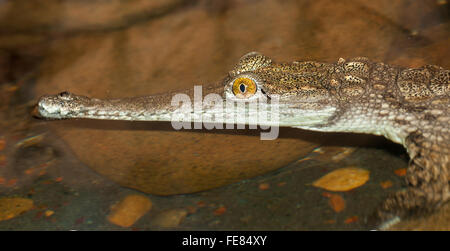 Un mineur dans l'eau alligator Banque D'Images