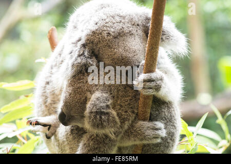 Mère et joey koala câlins Banque D'Images