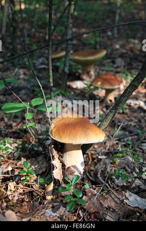 Champignons Boletus edulis comestibles dans la forêt Banque D'Images