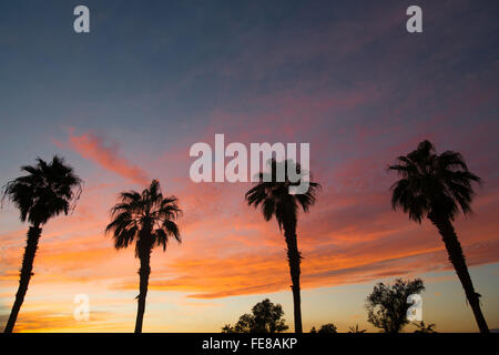 Palmier Tropical West Coast California Sunset Skyline Banque D'Images