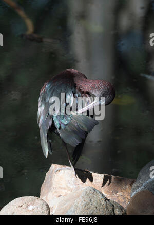 L'Ibis falcinelle (Plegadis falcinellus), Queensland, Australie Banque D'Images