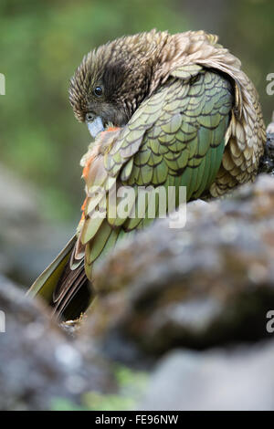 Oiseau Kea en Nouvelle Zélande Banque D'Images