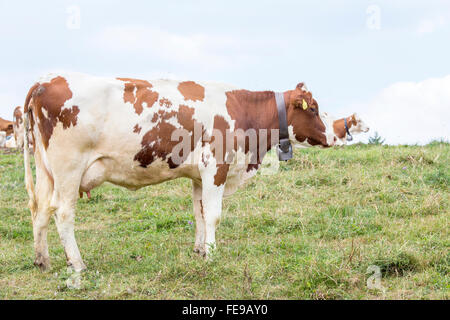 Une vache blanche et marron sur un pâturage permanent Banque D'Images