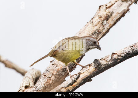 Bruant de Zapata (Torreornis inexpectata) adulte seul perché dans l'arbre, Zapata swamp, Cuba Banque D'Images