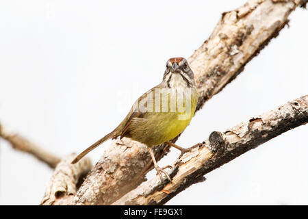 Bruant de Zapata (Torreornis inexpectata) adulte seul perché dans l'arbre, Zapata swamp, Cuba Banque D'Images