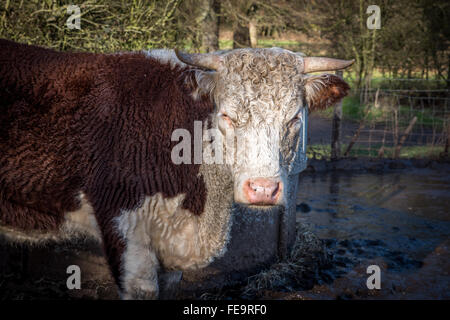 Une vache à cornes dans un champ boueux dans une ferme Banque D'Images