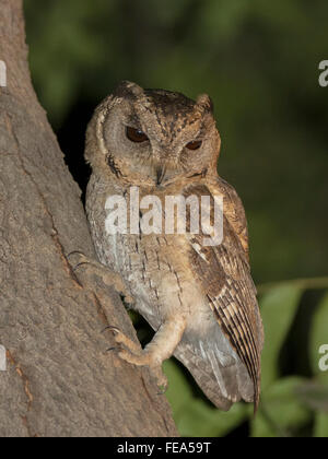 Indian scops (Otus bakkamoena) (modifiée) de l'effet yeux rouges Banque D'Images