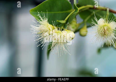 Syzygium samarangense ou connu sous le nom de Wax Jambu flower Banque D'Images