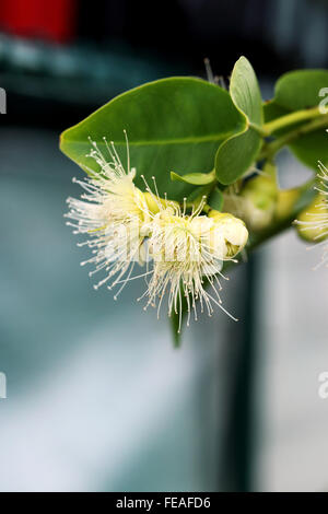 Syzygium samarangense ou connu sous le nom de Wax Jambu flower Banque D'Images