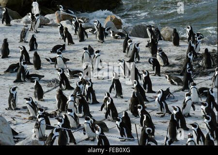 Pingouins africains, Stoney Point, Betty's Bay, Afrique du Sud Banque D'Images