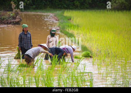 Les paysans plantent du riz, avant le RUP. Cambodge. Banque D'Images