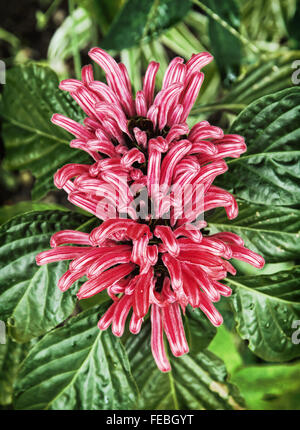 Fleur plume brésilien (Justicia carnea). Scène naturelles. Les couleurs sont éclatantes. Banque D'Images