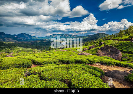 Les plantations de thé et la rivière dans les collines, Kerala, Inde Banque D'Images