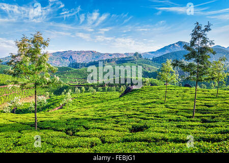 Les plantations de thé, Munnar, Kerala State, India Banque D'Images