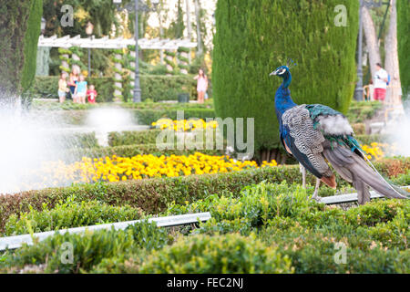 Peacock. Peacock en jardin public. Photo prise à Cecilio Rodriguez Gardens, le parc du Retiro, Madrid, Espagne Banque D'Images