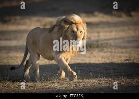 Lion africain masculin avec une belle manne marchant dans le Parc National du Serengeti Tanzanie Banque D'Images