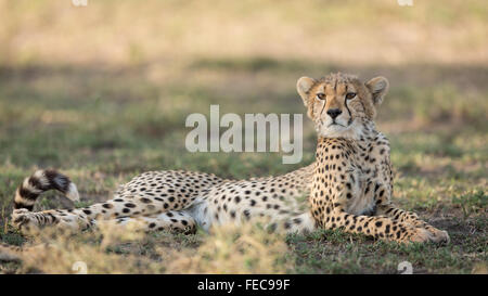 Sous Guépard d'Afrique adultes reposant dans le Parc National de Serengeti en Tanzanie Banque D'Images