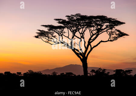 Arbre d'Afrique dans le lever du soleil dans le Parc National de Serengeti en Tanzanie Banque D'Images