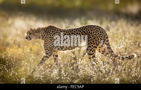 Femme Cheetah marchant dans l'herbe au petit matin chaud soleil dans le Parc national de Serengeti Tanzanie Banque D'Images