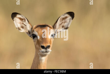 Jeune femelle Impala portrait dans le Parc National de Serengeti en Tanzanie Banque D'Images