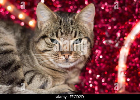 Chaton avec Noël Noël décoration lumière rouge Banque D'Images