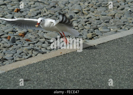 Mouette en vol, pour l'alimentation sur l'aile Banque D'Images