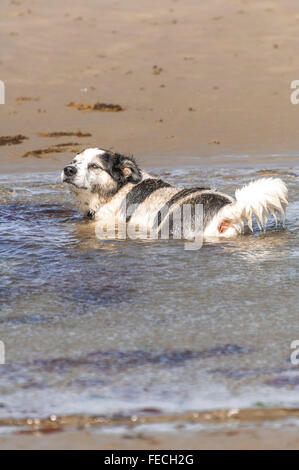 Chien dans la piscine Banque D'Images