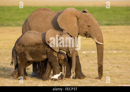 Trois éléphants africains dans le Parc national Amboseli au Kenya Banque D'Images