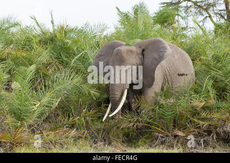 L'alimentation de l'éléphant d'un taureau dans les palmiers du parc national d'Amboseli au Kenya Banque D'Images