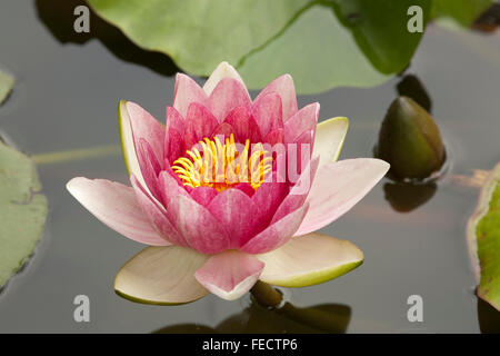 En pleine floraison nénuphar Banque D'Images