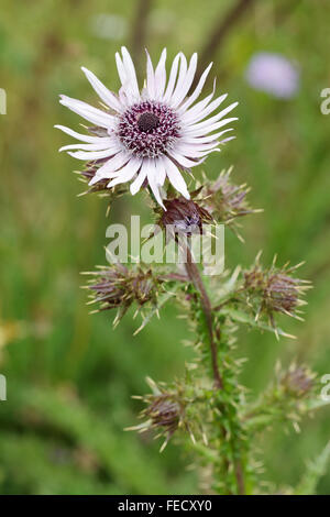 Berkheya purpurea - violet berkheya, famille, Cape Town, Afrique du Sud Banque D'Images