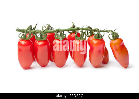 Bébé Frais de San Marzano tomates sur une vigne sur fond blanc Banque D'Images