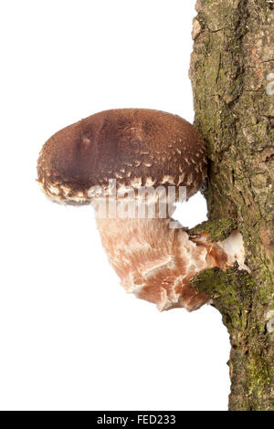 L'un des champignons shiitake frais sur un arbre close up on white background Banque D'Images