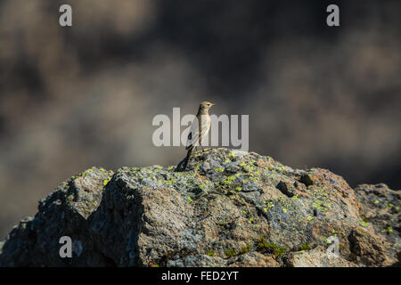 Pipit d'Amérique, Anthus rubescens, le long du sentier de la crête de lagopède, Mount Baker-Snoqualmie National Forest, Washington State, USA Banque D'Images