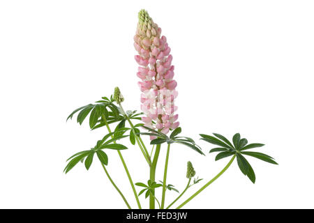 Lupin rose en fleurs fraîches sur fond blanc Banque D'Images