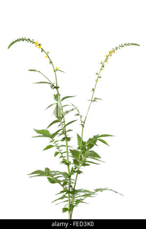 En fleurs fraîches aigremoine sur fond blanc Banque D'Images