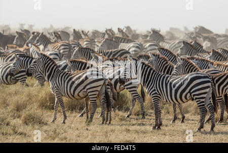 Un troupeau de zèbre des plaines dans le parc national du Serengeti en Tanzanie Banque D'Images