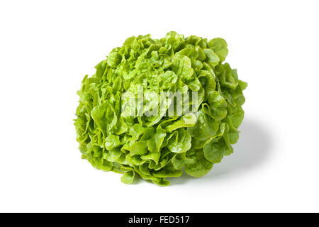 Laitue feuille de chêne verte fraîche sur fond blanc Banque D'Images