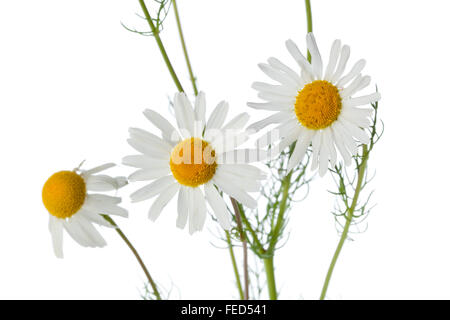 Fleurs de camomille fraîche close up on white background Banque D'Images