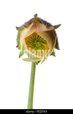 Close up of water avens fleur sur fond blanc Banque D'Images