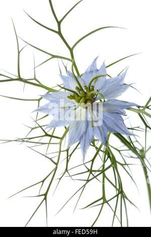 Fleur nigelle bleue close up on white background Banque D'Images