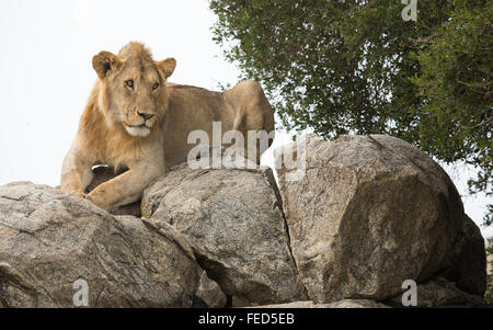 Lion africain allongé sur des rochers dans le parc national du Serengeti Tanzanie Banque D'Images