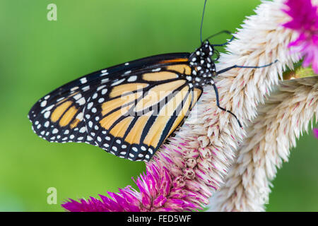 Gros plan du papillon Monarque Danaus plexippus sur une fleur au Butterfly Estates à Fort Myers en Floride Banque D'Images