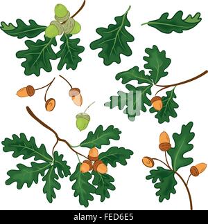 Branches avec feuilles de chêne et de glands Illustration de Vecteur