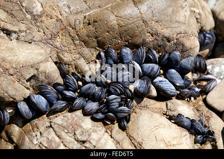 Les moules fraîches qui poussent sur les rochers de l'océan de la Nouvelle-Zélande Banque D'Images