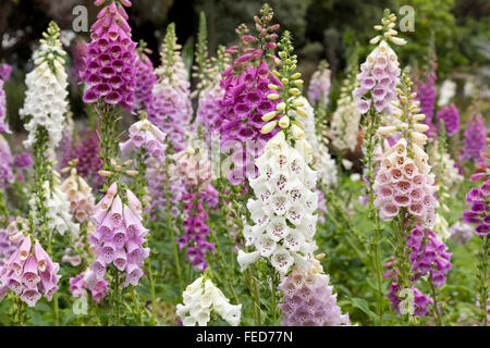 En fleurs fraîches de la digitale pourpre et blanc dans un champ Banque D'Images