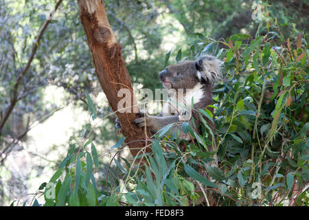 Koala sur un tronc d'arbre dans le Queensland, Australie Banque D'Images