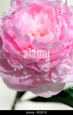 Paeonia lactiflora pivoine rose Sarah Bernhardt, ils incarnent l'amour et la prospérité Jane Ann Butler Photography JABP1413 Banque D'Images