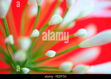 Lumineux et blanc dynamique agapanthus bourgeons sur fond rouge vibrant Jane Ann Butler Photography JABP1419 Banque D'Images