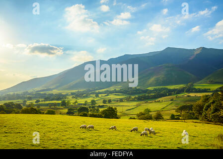 Moutons et Blencathra (également appelé Saddleback) dans le Lake District Banque D'Images